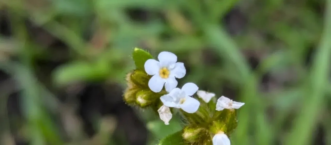 Plagiobothrys fulvus