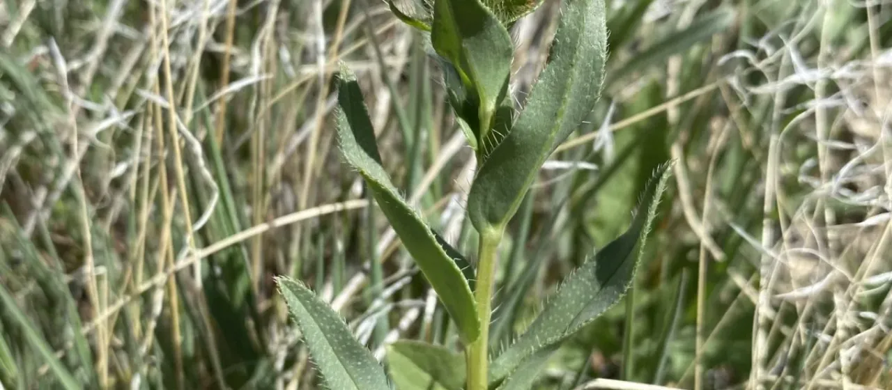 Amsinckia carinata