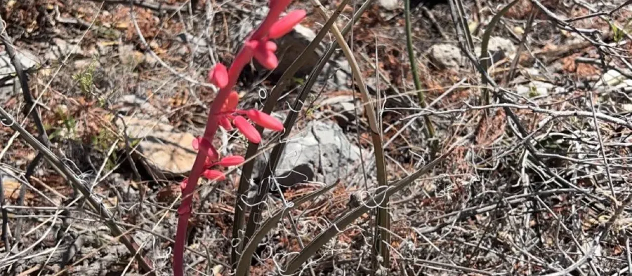 Red hesperaloe