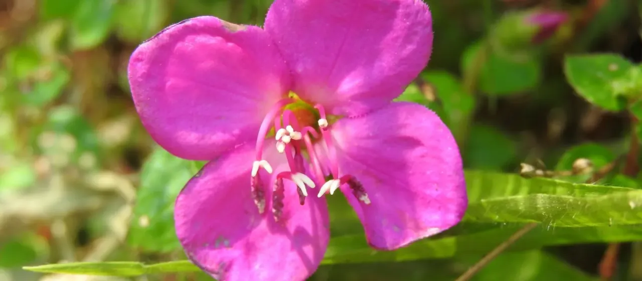Heterocentron elegans