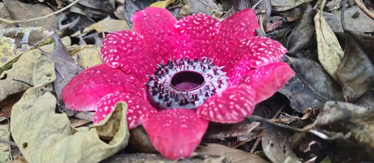 Sapria himalayana
