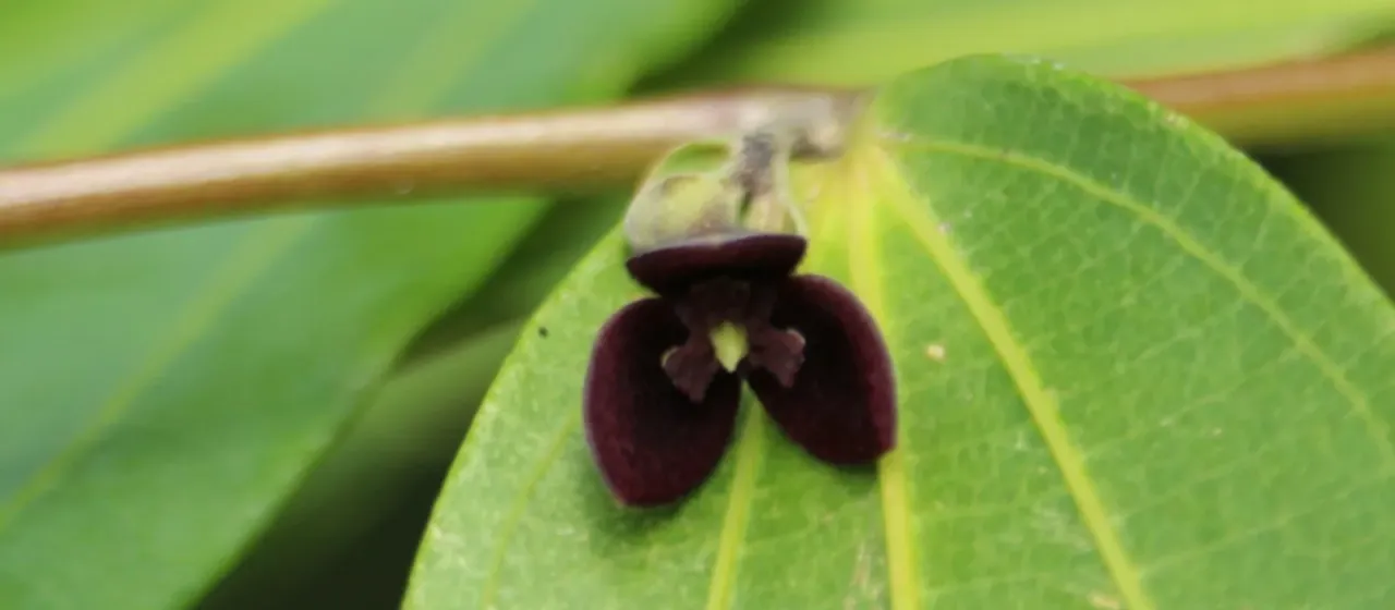 Thottea siliquosa