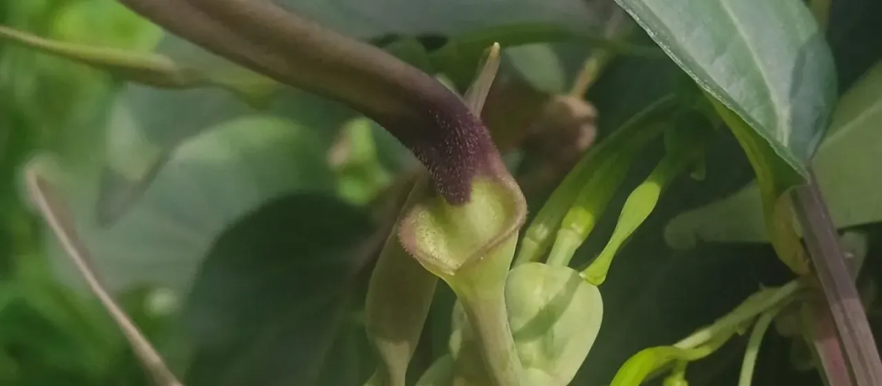Indian birthwort