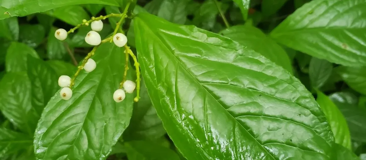 Chloranthus elatior