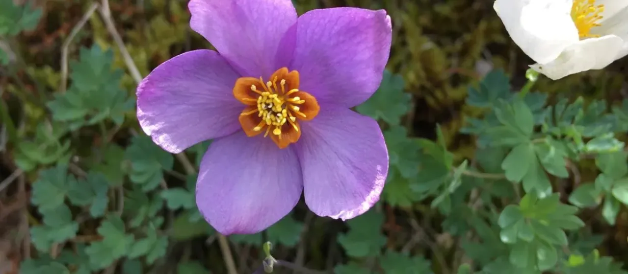 Anemone-like paraquilegia