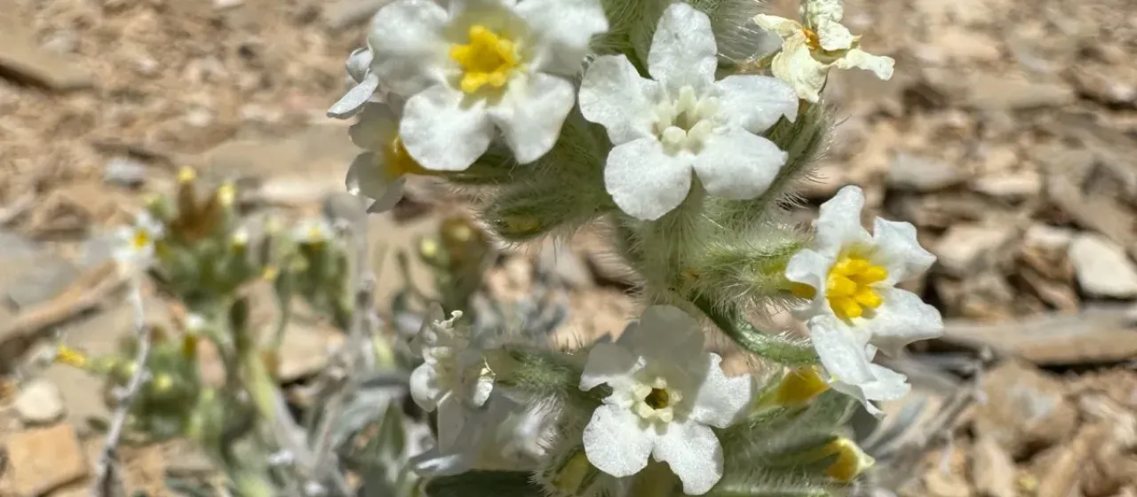 Cryptantha fulvocanescens