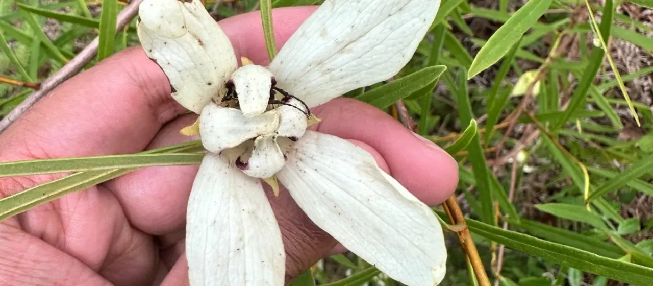 Asimina angustifolia