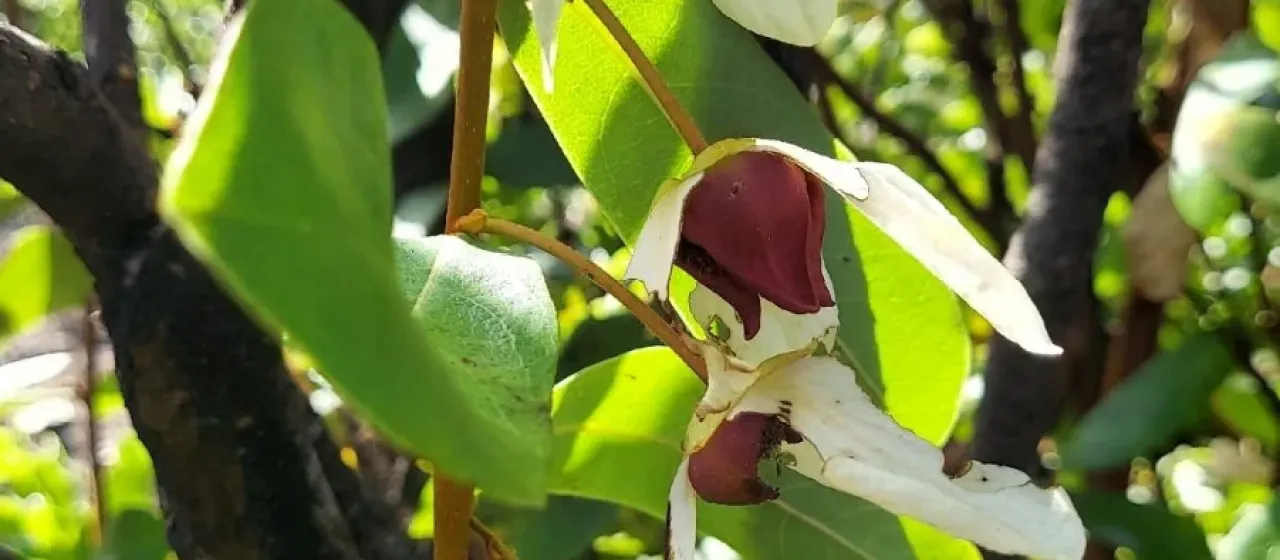 Four-petal pawpaw