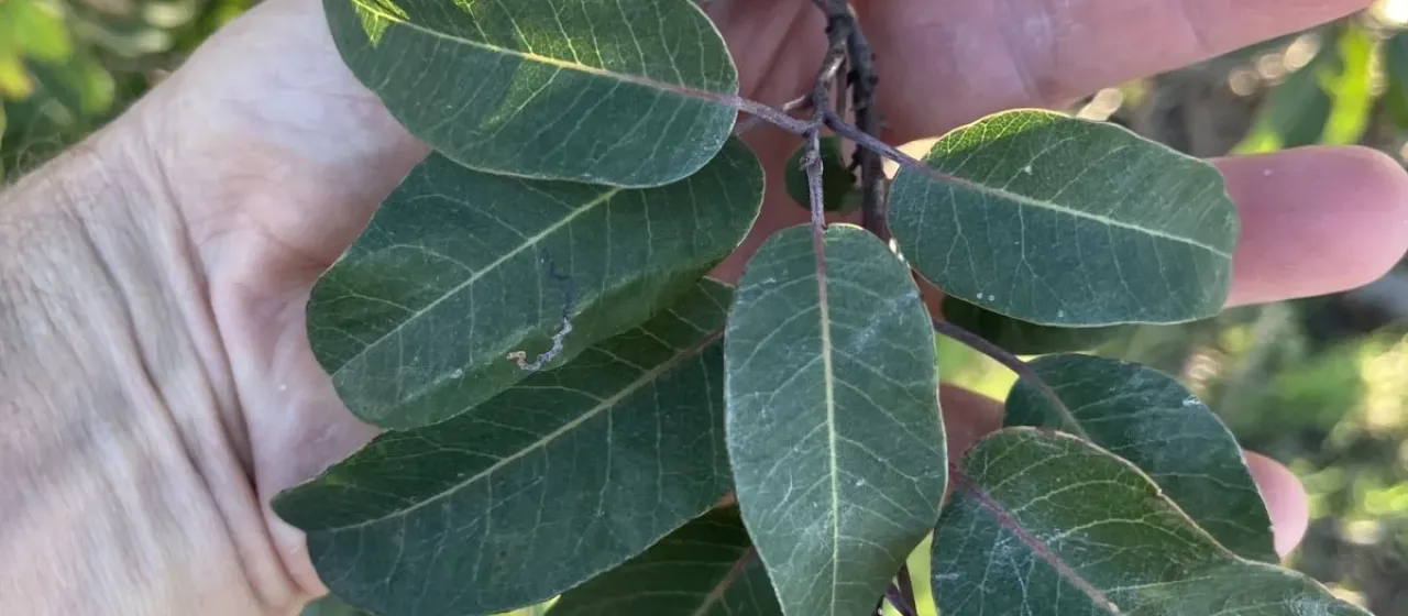 Laurel sumac