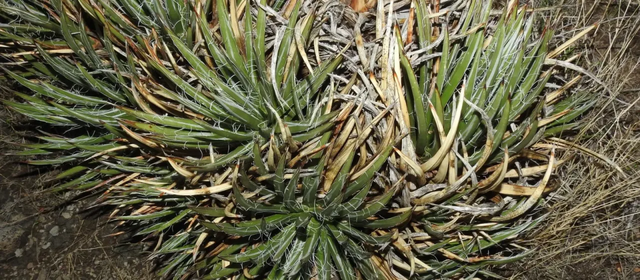 Toumey agave