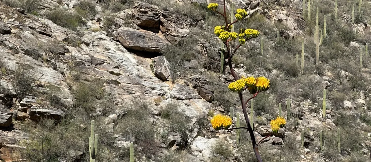 Chrysantha Agave