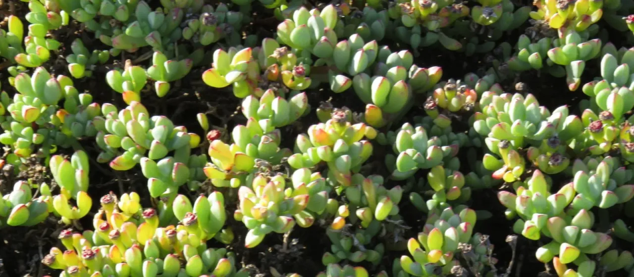 Oscularia vredenburgensis