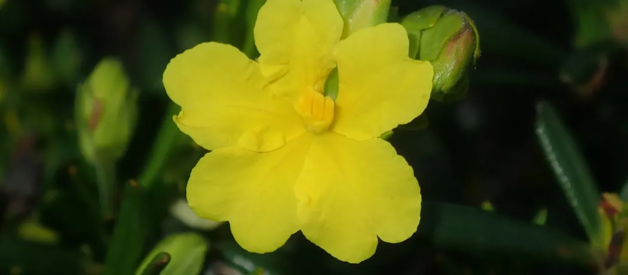 Spiked Hibbertia