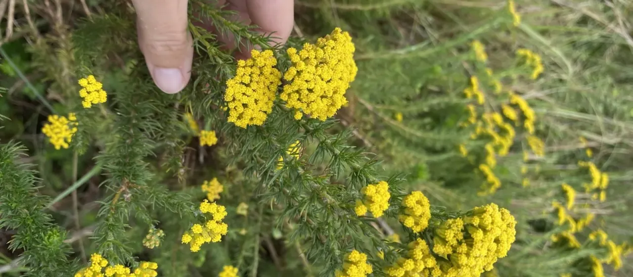 Phymaspermum acerosum