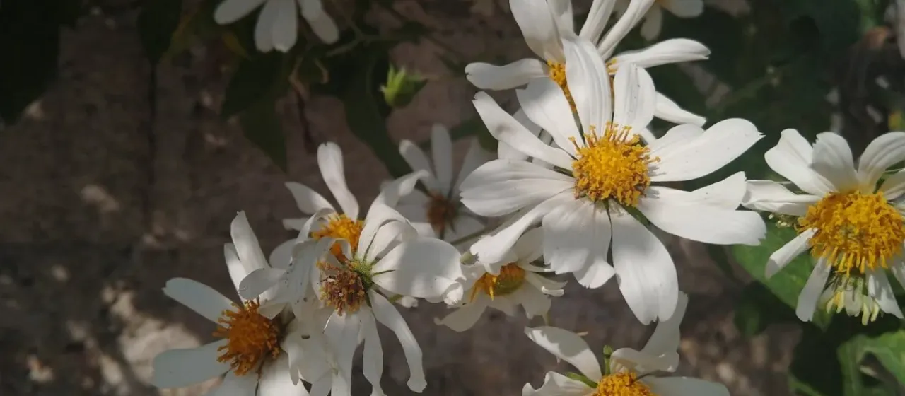 Montanoa grandiflora