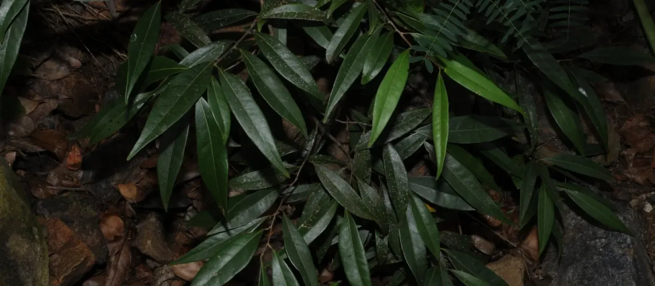 Licaria salicifolia