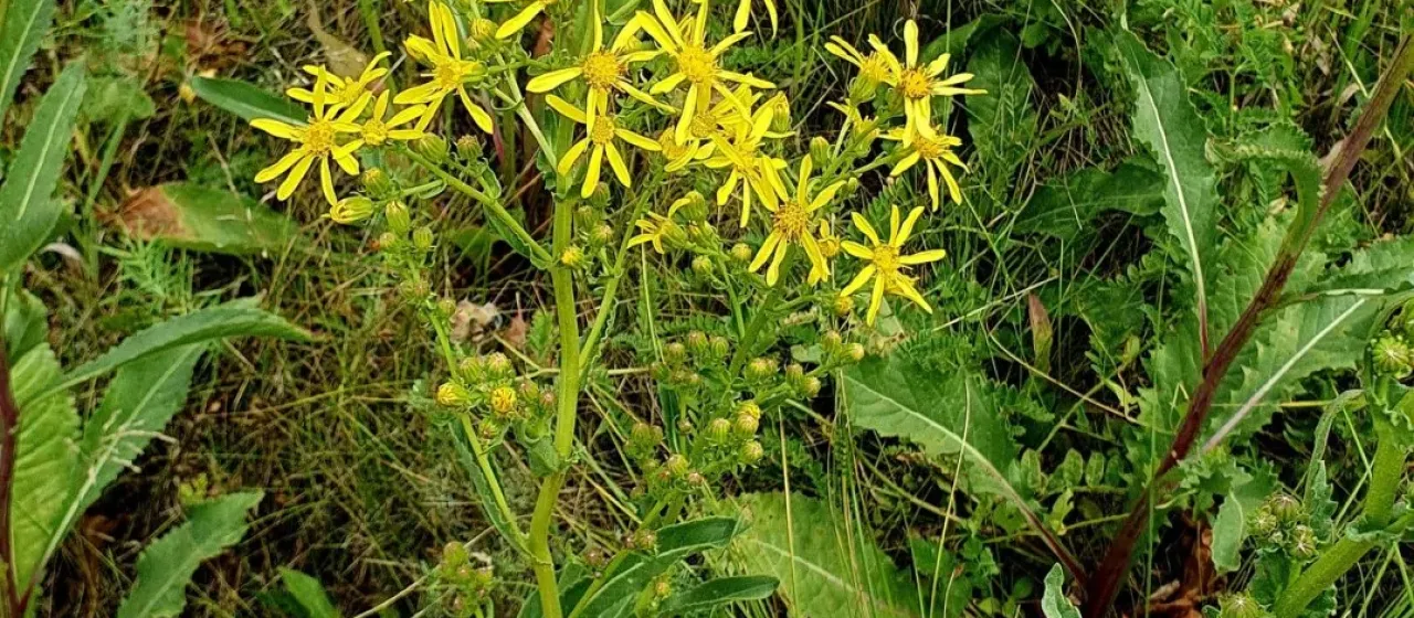Jacobaea racemosa