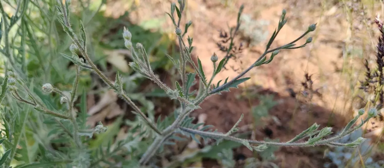 Klasea erucifolia