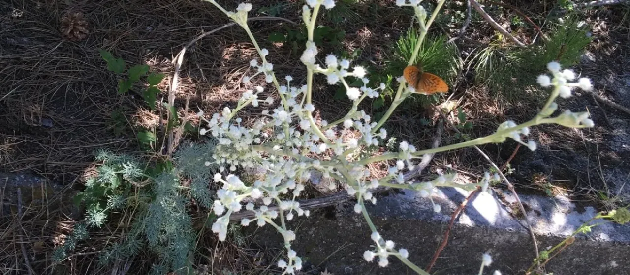 Seseli dichotomum