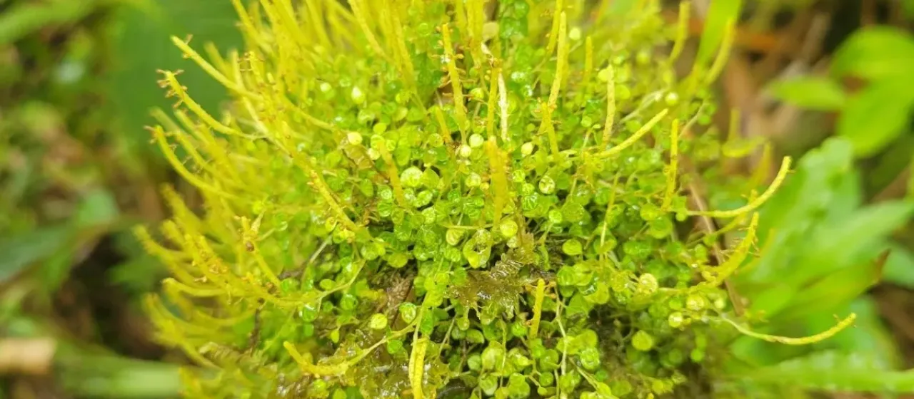 Peperomia emarginella