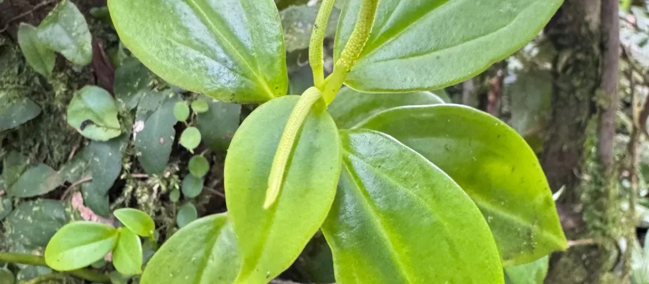 Peperomia glabella
