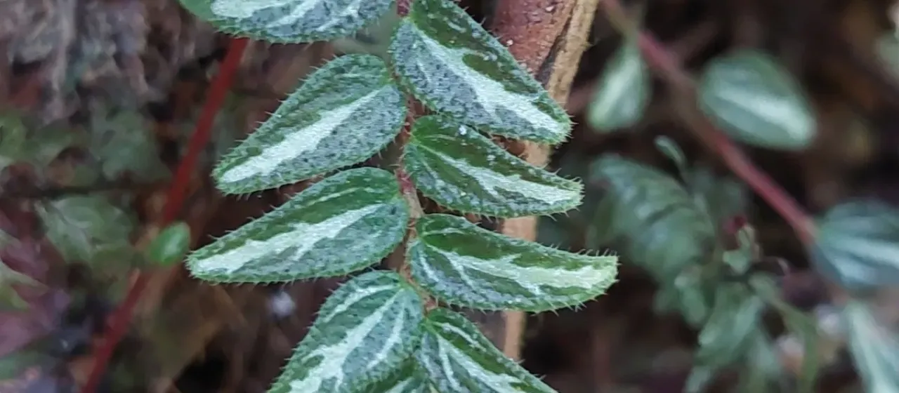 Slender peperomia