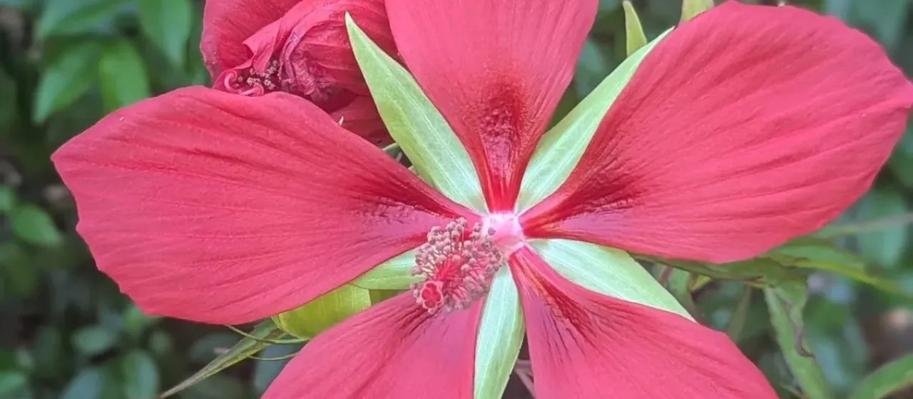 Scarlet rose mallow