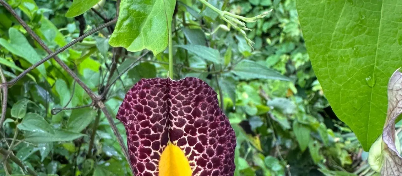 Aristolochia odoratissima