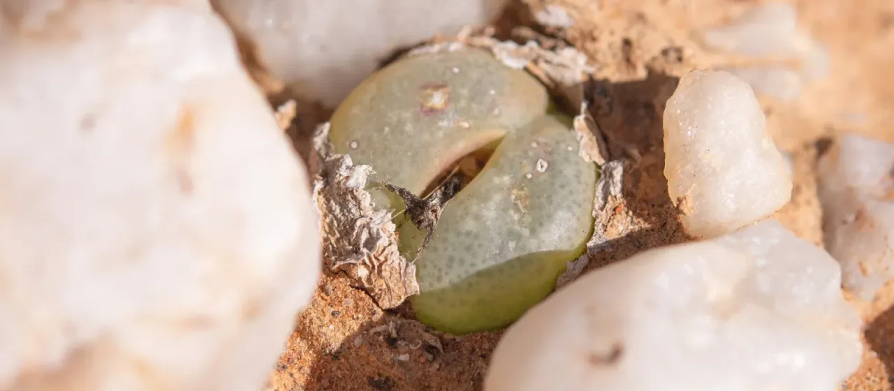 Conophytum subfenestratum