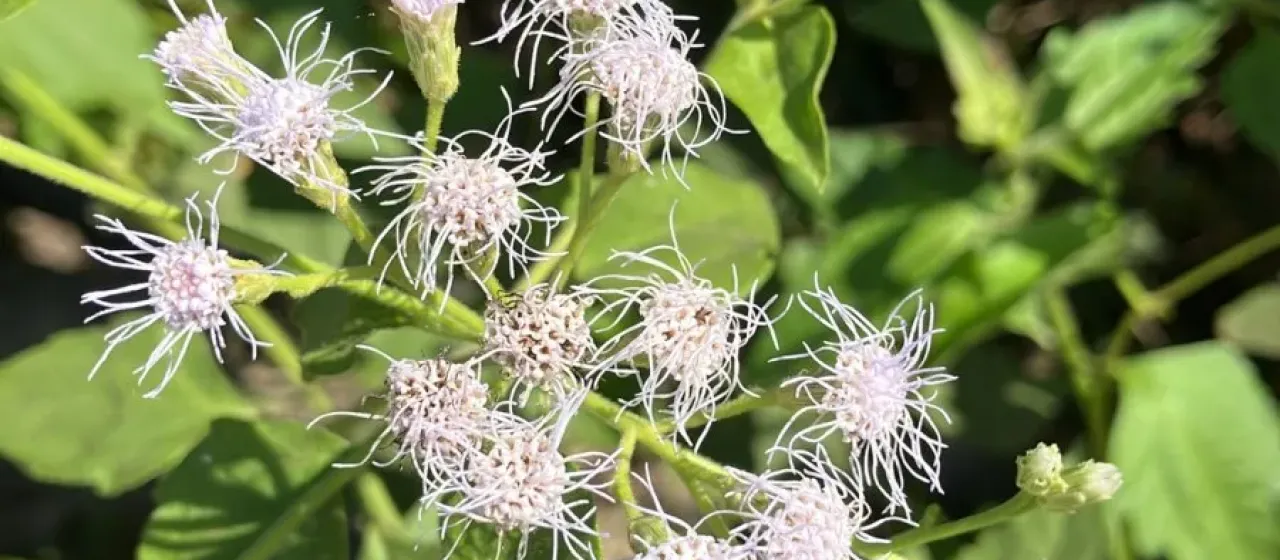 Chromolaena