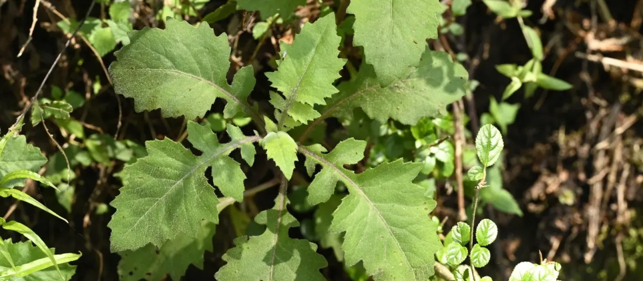 Gynura pinnatifida