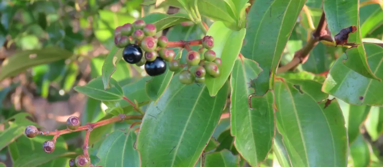 Miconia cinnamomifolia