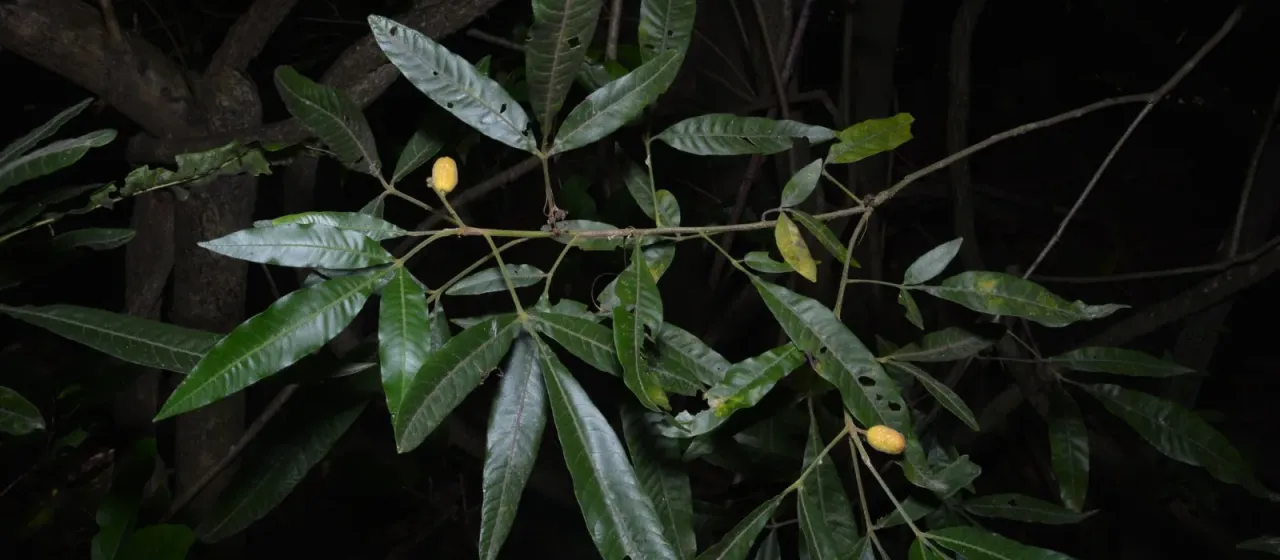Trichilia claussenii