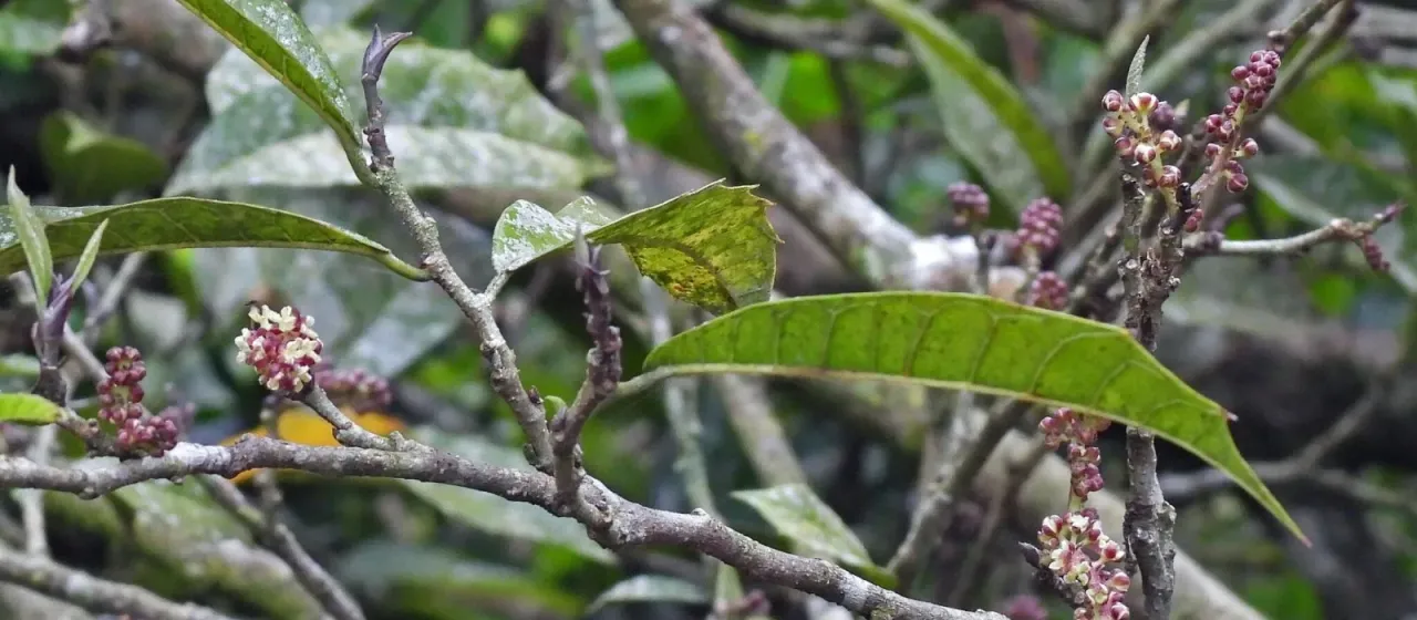 Sorocea bonplandii