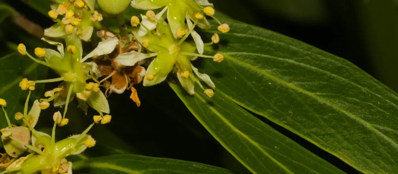 Brazilian soapbark tree
