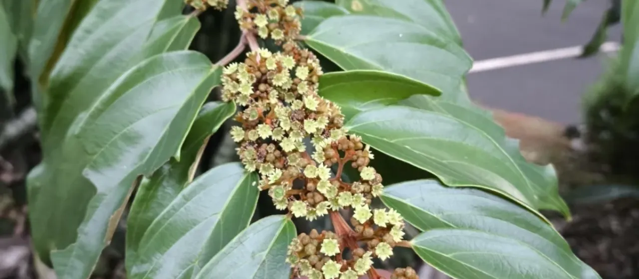 Colubrina glandulosa
