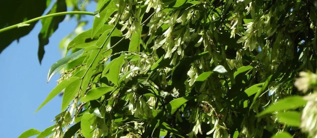 Ruprechtia laxiflora