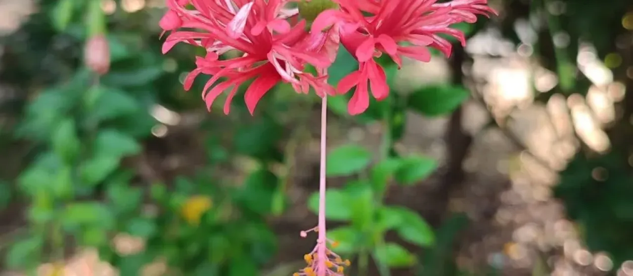 Coral hibiscus
