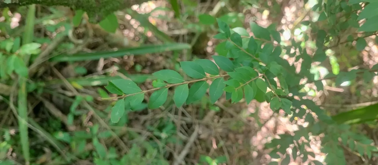 Myrciaria tenella