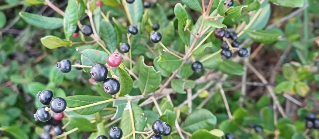 Myrcia palustris