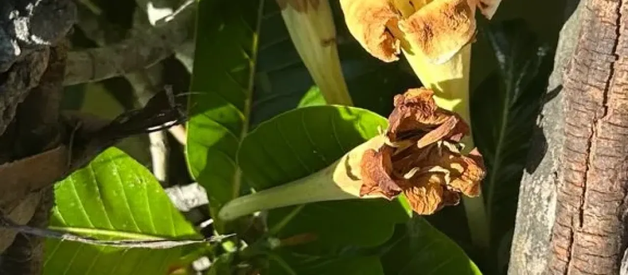 Gardenia imperialis