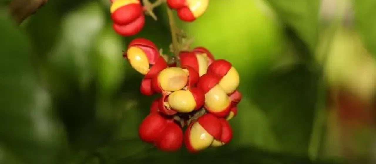 Harpullia ramiflora