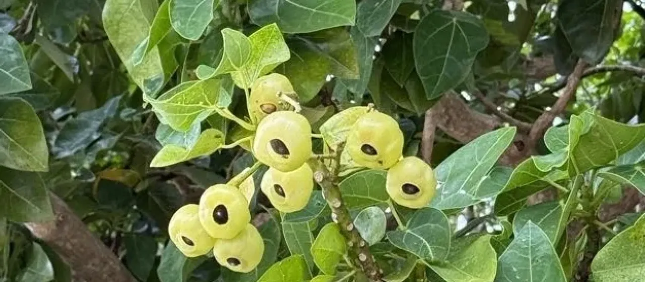 Эрнандия кувшинколистная