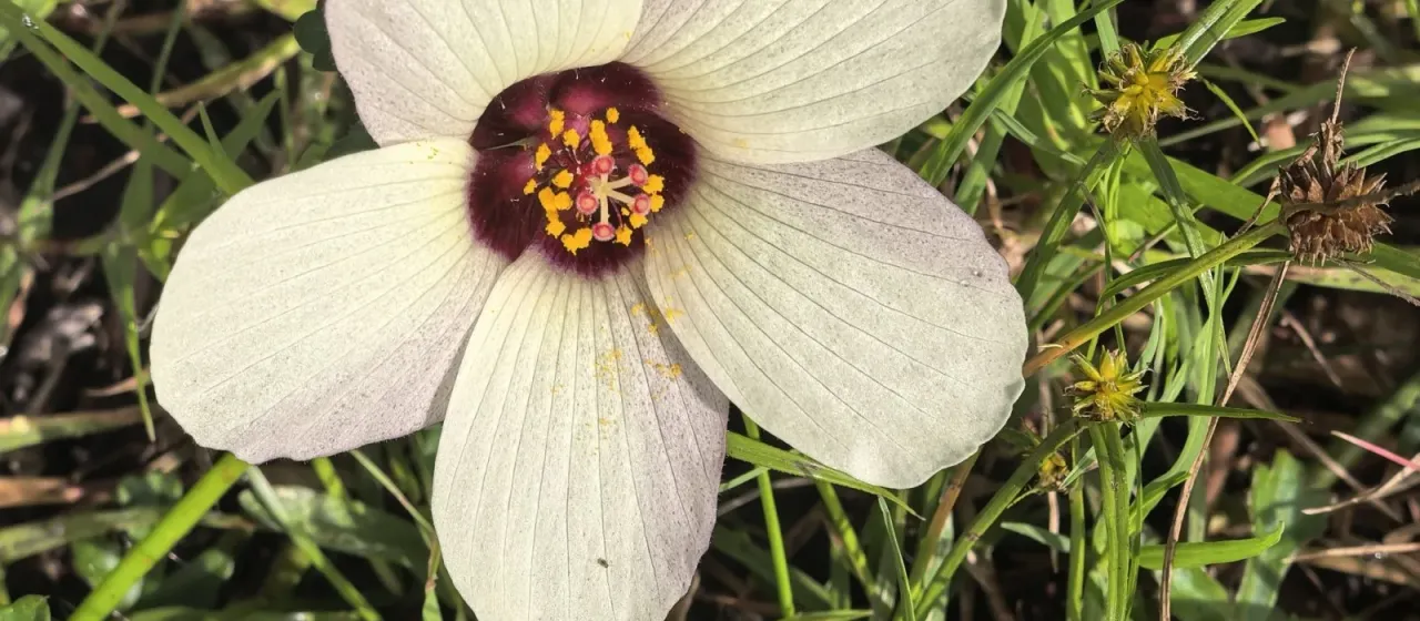 Flower-of-an-hour