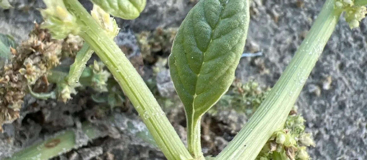 Amaranthus greggii