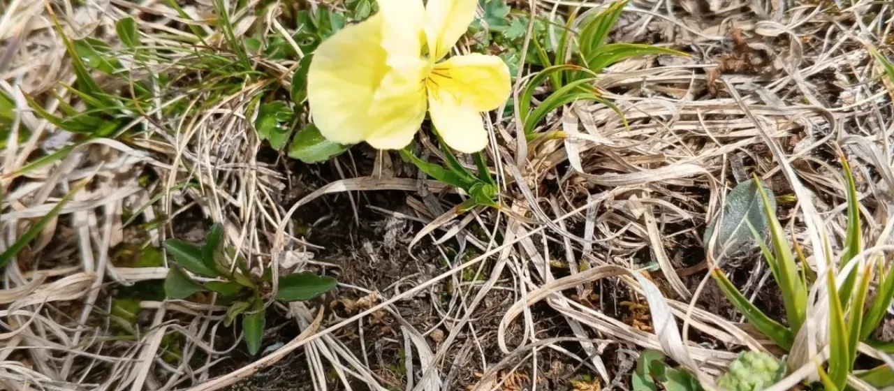 Mountain violet