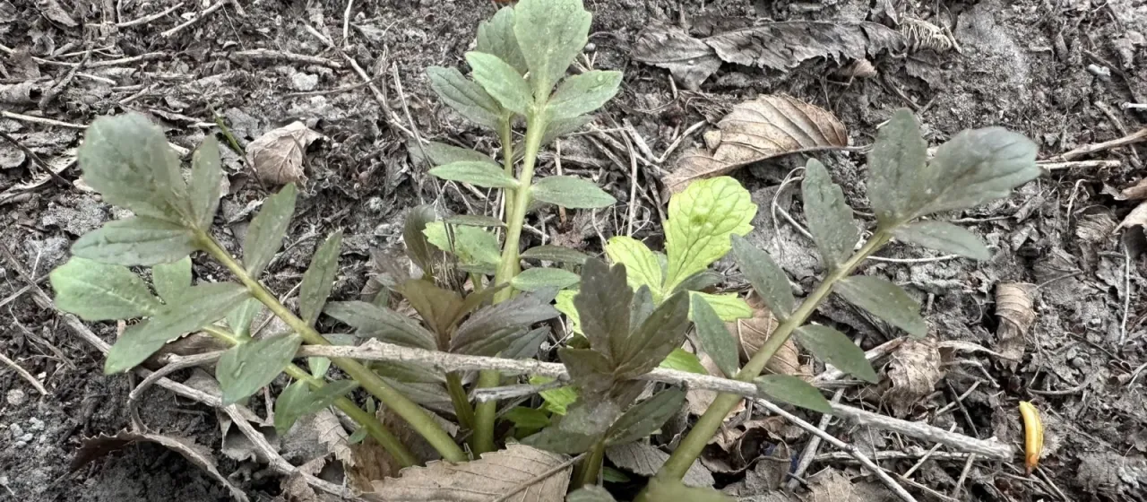 Volga valerian