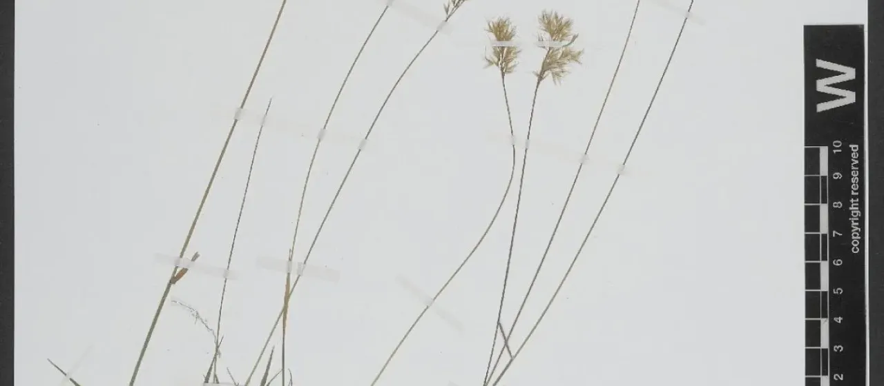 Rigid oat-grass