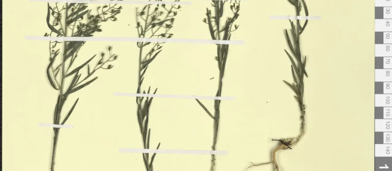Thesium procumbens