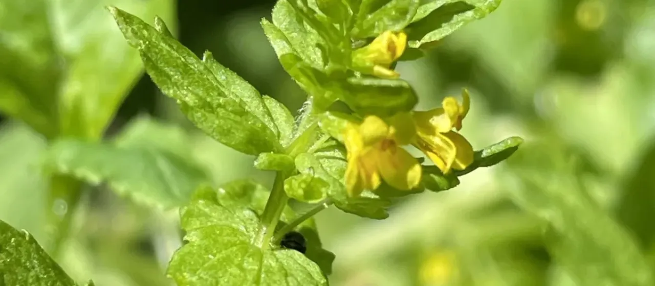 Tozzia carpathica